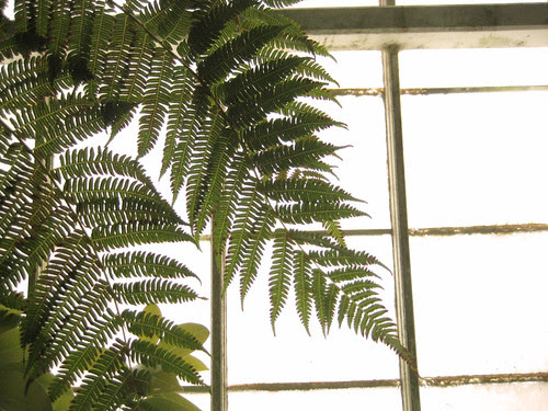 Conservatory of Flowers