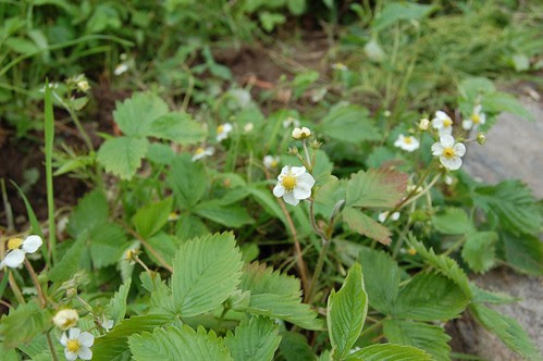 strawberry flowers