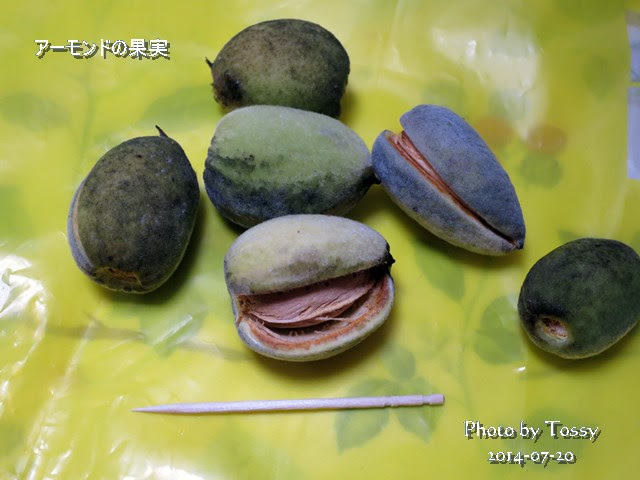 アーモンドの果実収穫しました 花日記 今日の花