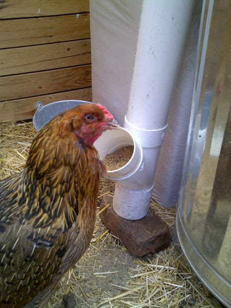 10 best DIY chicken feeder and waterer plans and ideas | The Poultry ...