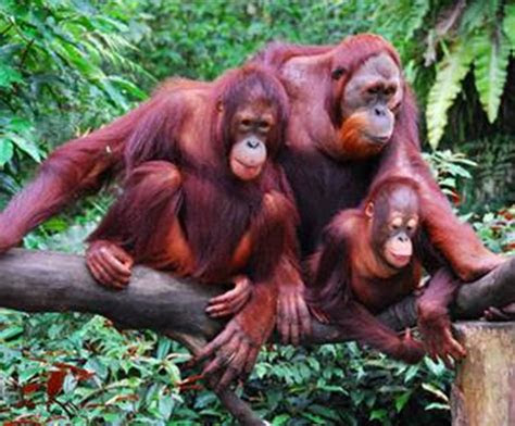 hewan langka indonesia  terancam punah dieditcom
