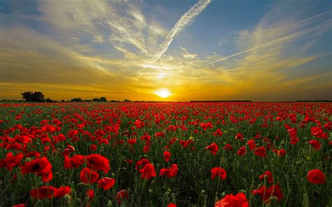 Fast delivery to your home or office. Orange Sunset Field With Red Poppies Nature Summer