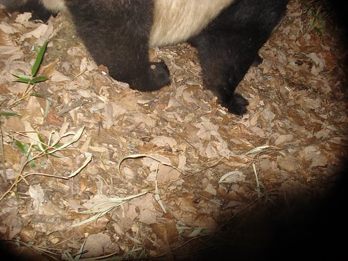 Giant Panda