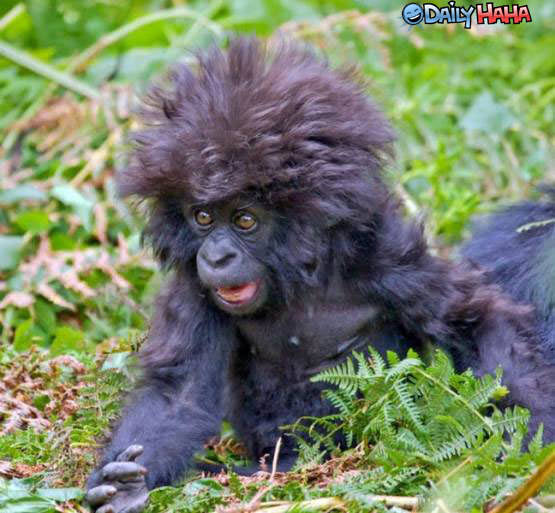 Crazy monkey face Crazy monkey face