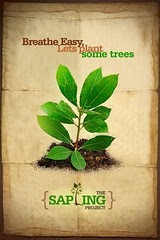 Sapling