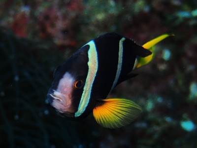 クマノミのオスとメスの見分け方 ダイビングショップ Nature ネイチャー