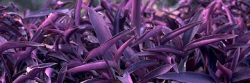 Purple Leaf Ground Cover Plants