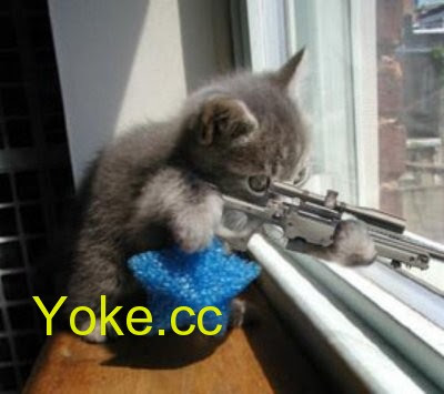 funny animal. Funny Animal Pics.