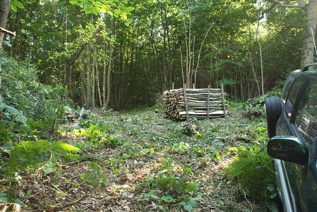 DSC_7025 coppicing