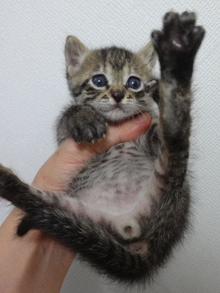 視線 付録 ハング オス 子猫 Eralux Net