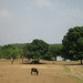 40 acres and a mule...
