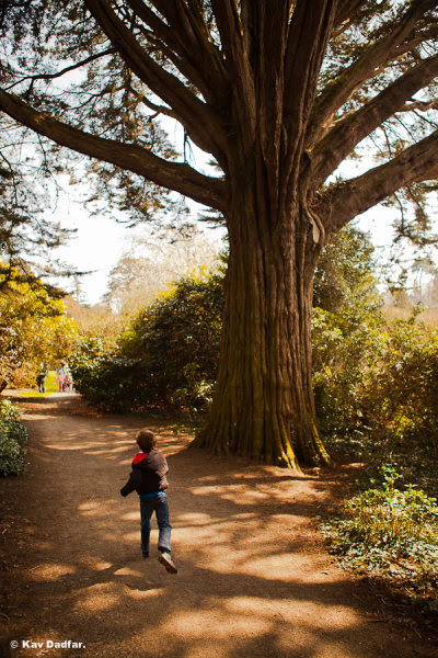 Cornwall_Park_KavDadfar
