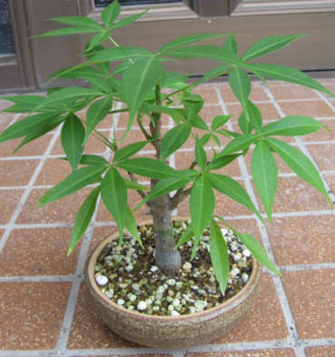ボトル ツリーの栽培 育て方 ボンバックス エリプティカム Bombax Ellipticum トックリキワタ Chorisia Speciosa フィカス ぺティオラリス Ficus Petiolaris ブラキキトン スペストリス Brachychiton Rupestris Pantha S Labyrinth