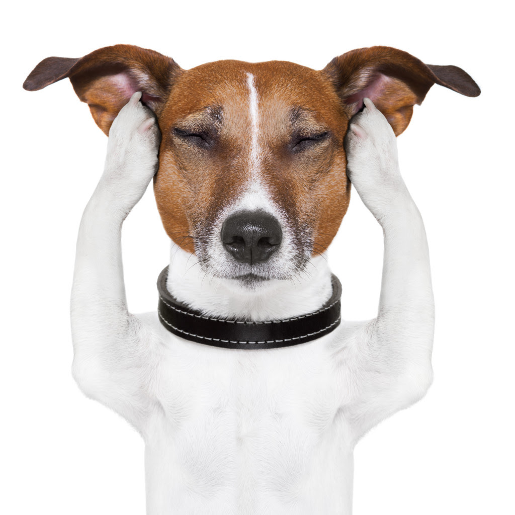 Dogs in pain do not act like an Excedrin commercial