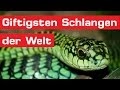 Giftigste Schlange Der Welt Bilder : Die giftigste Schlange der Welt. Diese Top 10 ... : Einige der gefährlichsten bisse stammen bekanntermaßen von schlangen.