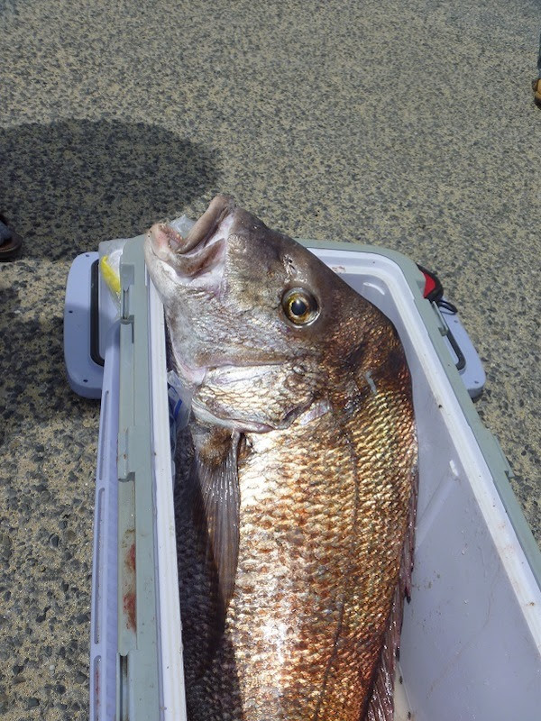 悩ましき初夏の投げ釣り 投魂物語