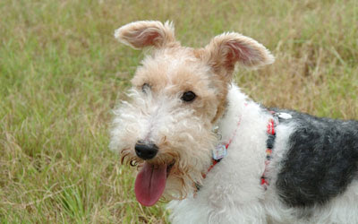 Fox Terrier Pelo De Arame Saude Animal Saude Animal