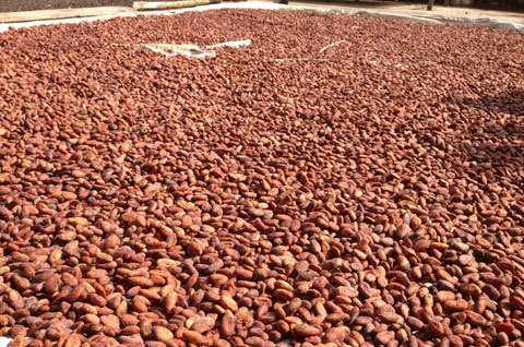 cây-cacao, cây-trồng, nông-nghiệp-bền-vững, nông-sản, cây-xuất-khẩu,