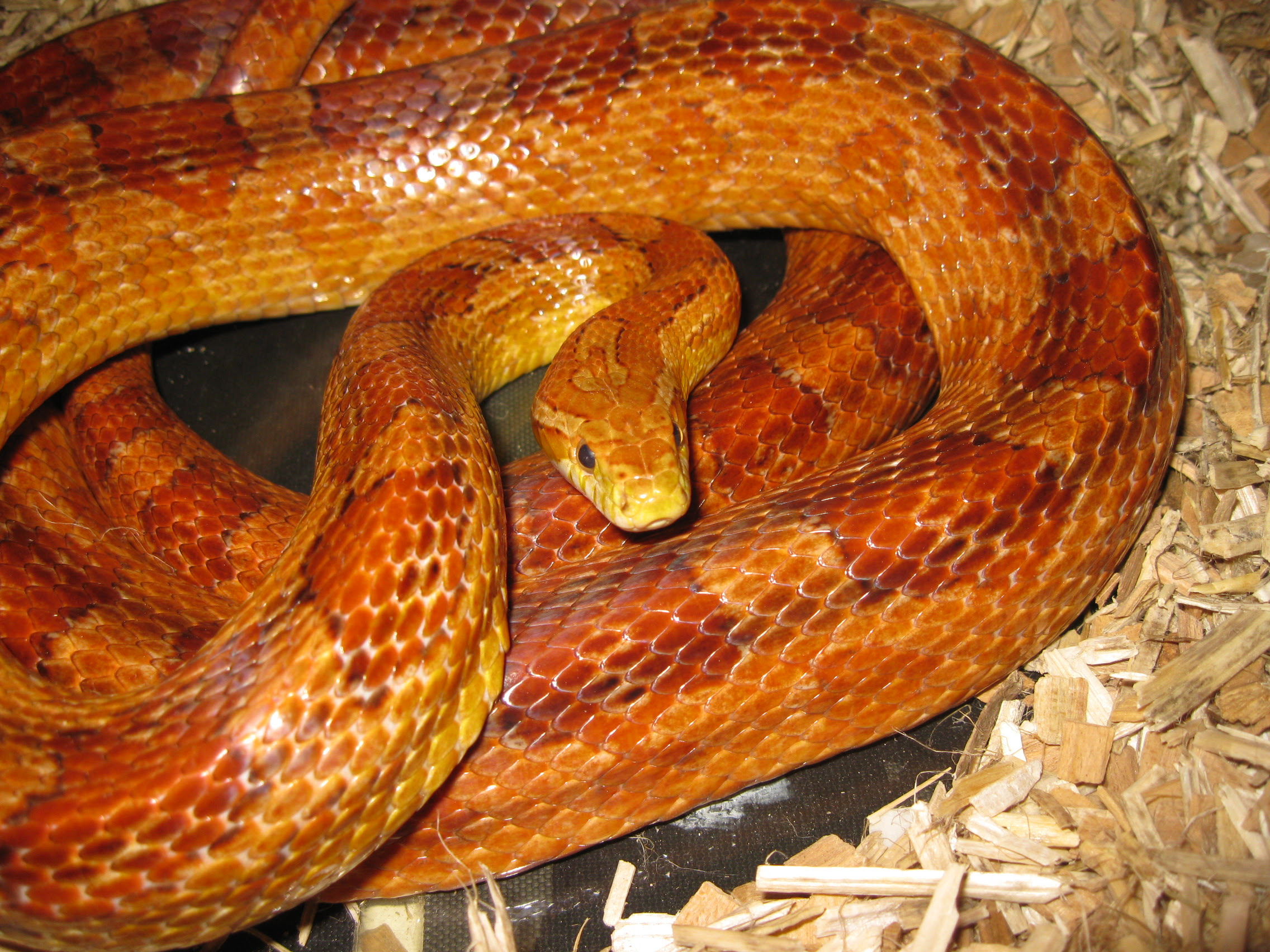 Snake Dancing - Snakey Sue - Live Snake Encounters