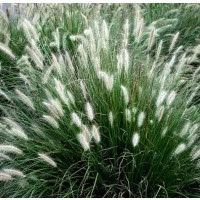 Pennisetum little bunny winter