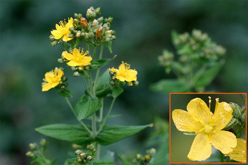 オトギリソウ 弟切草 キャンプや散歩で出会う草花