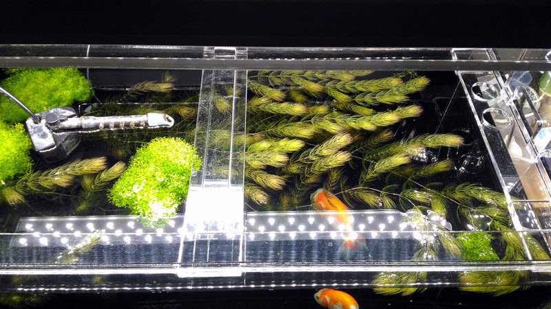 水草 Aqua Talk
