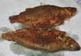 Fish Fry