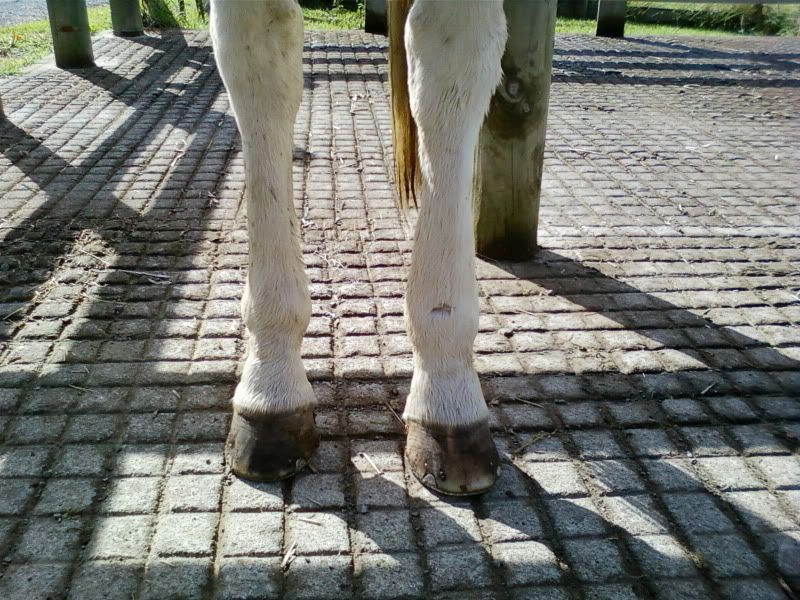 Discuss Sudden Massive Swelling in both Hind legs UPDATE vet came post ...