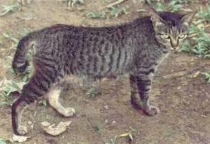 KUCINTA - CATS OF SINGAPORE AND MALAYSIA