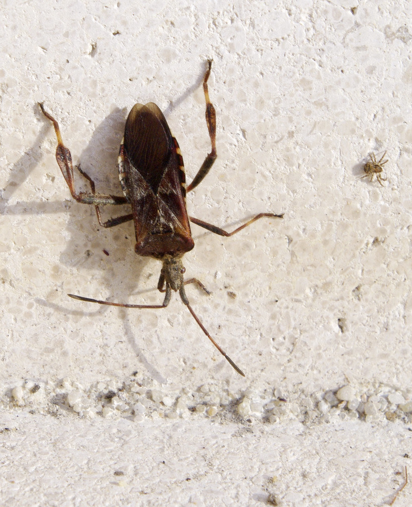 Sucking Bug [PK70031] (Leptoglossus occidentalis)