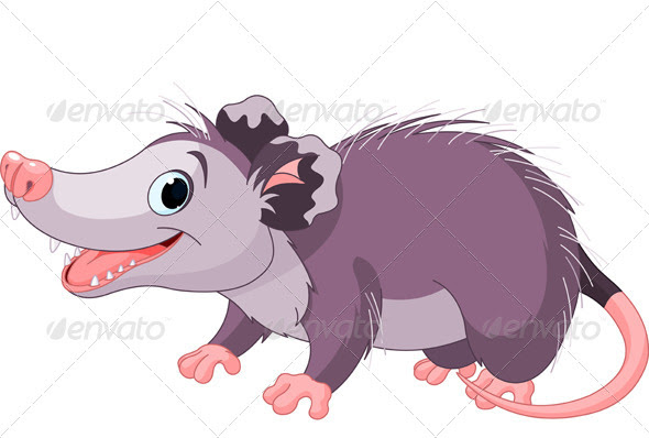Contoh Gambar Hewan Opossum