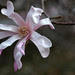 Magnolia Flower