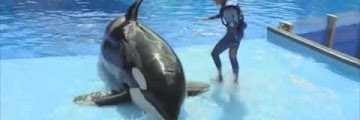 Blackfish Movie Facts Free Download Clips Mp3 and Mp4