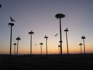Malpartida de Cáceres espía a sus cigüeñas
