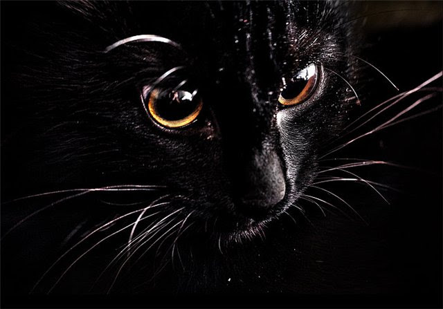 А по ночам она превращалась в кошку...