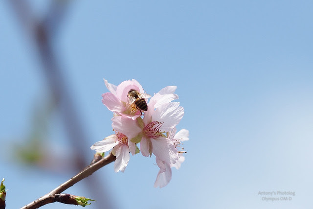 M.ZD ED 75mm f/1.8 | 數位遠攝轉換器x2