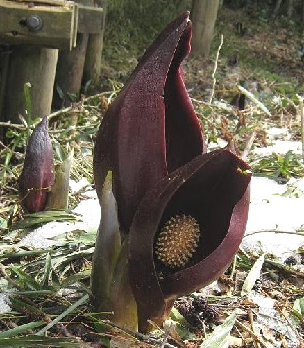 ザゼンソウ 水芭蕉に似た黒い花を見ました 楽しいリタイア人生をめざして
