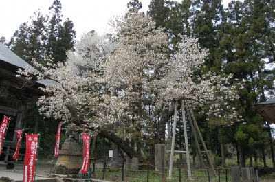 会津五桜 虎の尾桜 Jet Blog