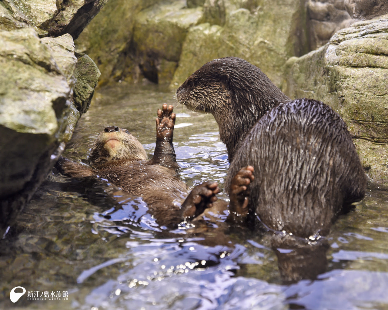 えのすい壁紙ギャラリー 新江ノ島水族館