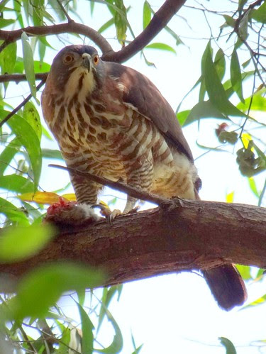 鳳頭蒼鷹/無限台南