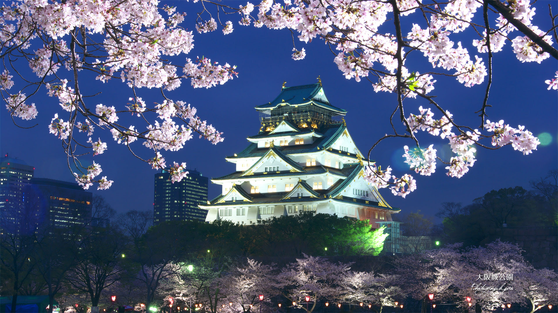 大阪城公園の桜 西の丸庭園の夜桜 の壁紙 19x1080