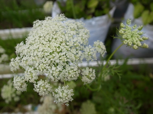 にんじん花 写真共有サイト フォト蔵