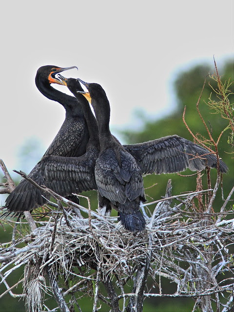 Double-crested Cormorant feeding chicks 04-20131210