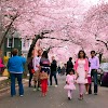 Cherry Blossoms Ct