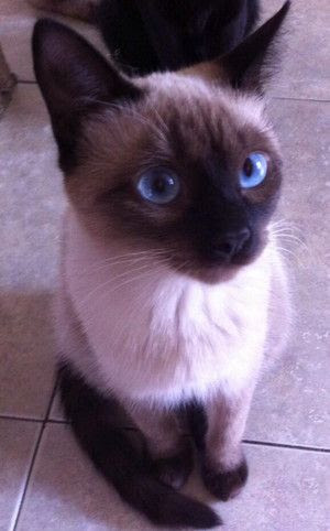 シャム猫さんは超美猫 宝石の様な目が美しいシャム ヒマラヤン猫画像選 もふぬこ動画 画像