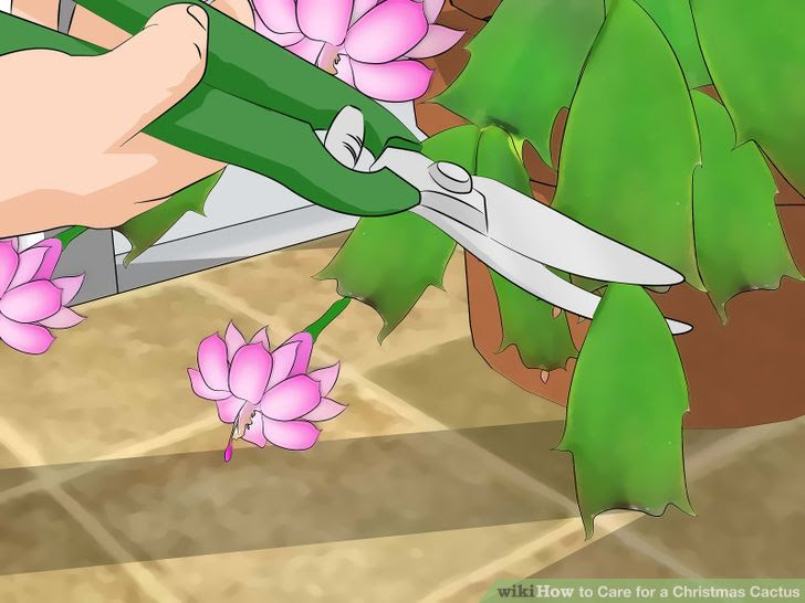 Care for a Christmas Cactus Step 12.jpg