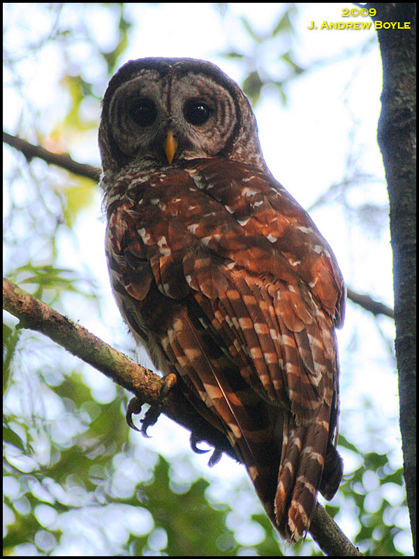 Barred Owl