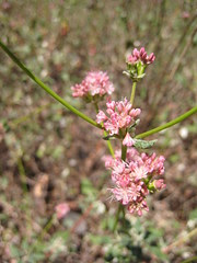 Cliff buckwheat