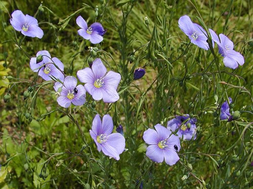 宿根あま Linum Perenne