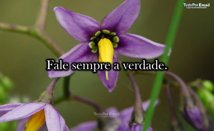 pensamentos são como flores